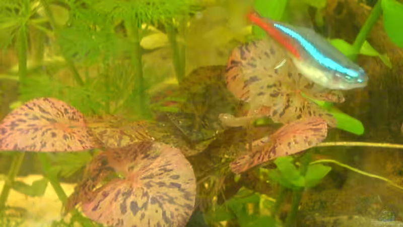 Pflanzen im Aquarium Becken 6061 von Tobias Bäckermann (3)