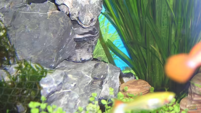 Pflanzen im Aquarium Becken 6066 von Jonas Stephan (6)