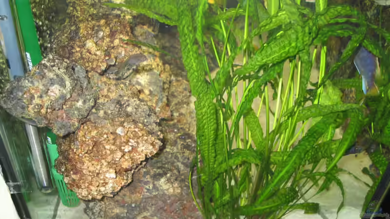 Pflanzen im Aquarium Becken 607 von Daniel Hieber (5)