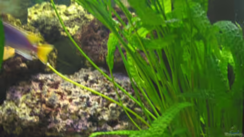 Pflanzen im Aquarium Becken 607 von Daniel Hieber (7)