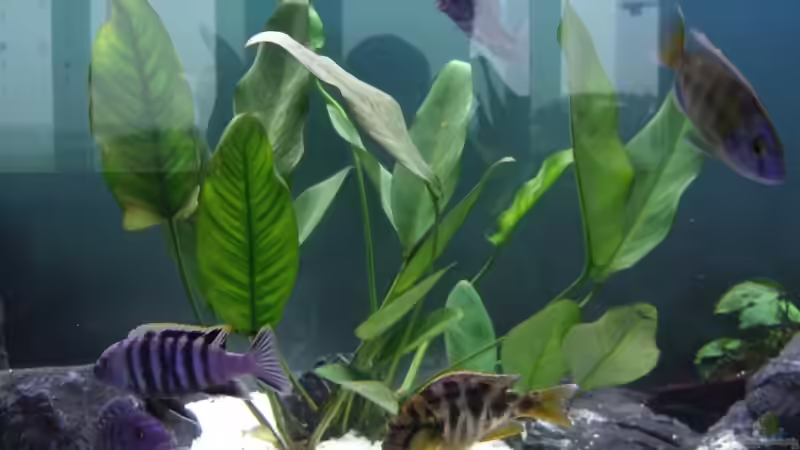 Pflanzen im Aquarium Becken 6090 von Eveline Wiss (3)