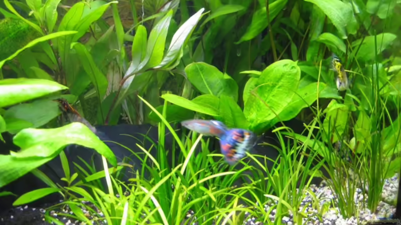 Pflanzen im Aquarium Becken 60L von AbsolutVanilia (4)