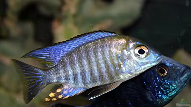 Pflanzen im Aquarium Becken 610 von Jan Kadletz (3)