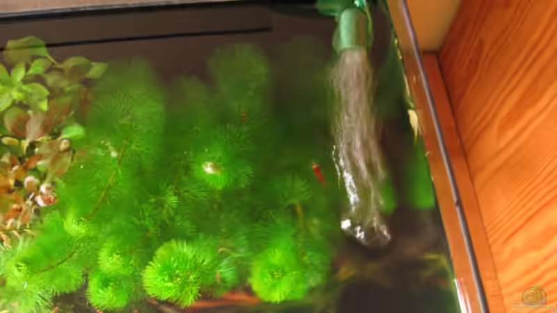 Pflanzen im Aquarium Becken 6137 von Gerd Zimmermann (14)