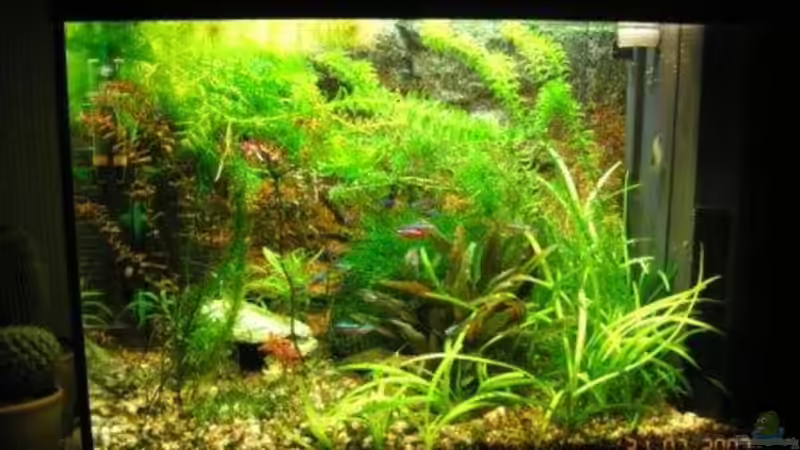 Pflanzen im Aquarium Becken 6146 von Reimund Wessel (3)