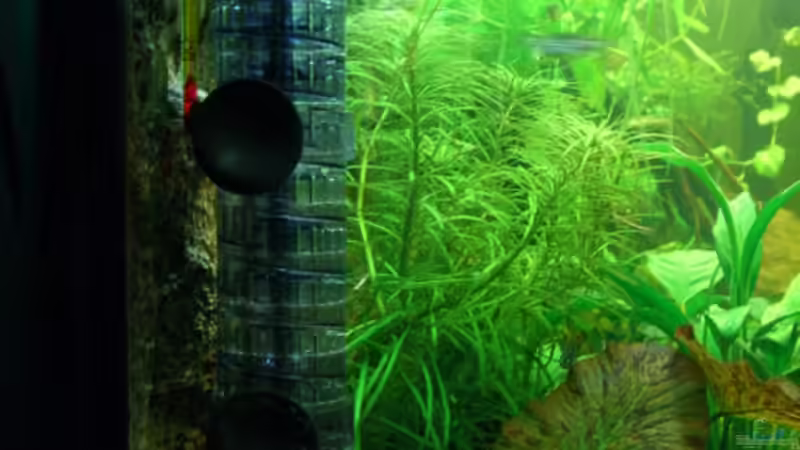 Pflanzen im Aquarium Becken 6148 von Martin Jung (2)