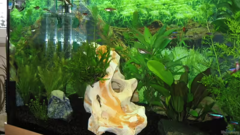 Pflanzen im Aquarium Becken 6152 von Frederic Anders (2)