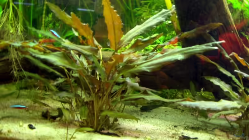 Pflanzen im Aquarium Becken 6165 von Dennis Röthemeier (5)