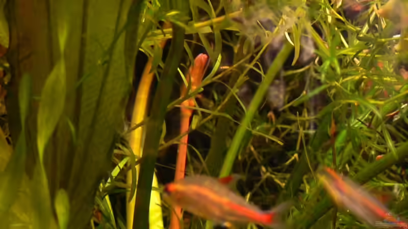 Pflanzen im Aquarium Becken 6208 von René Leubecher (14)