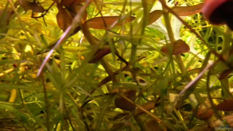 Pflanzen im Aquarium Becken 6208 von René Leubecher (6)