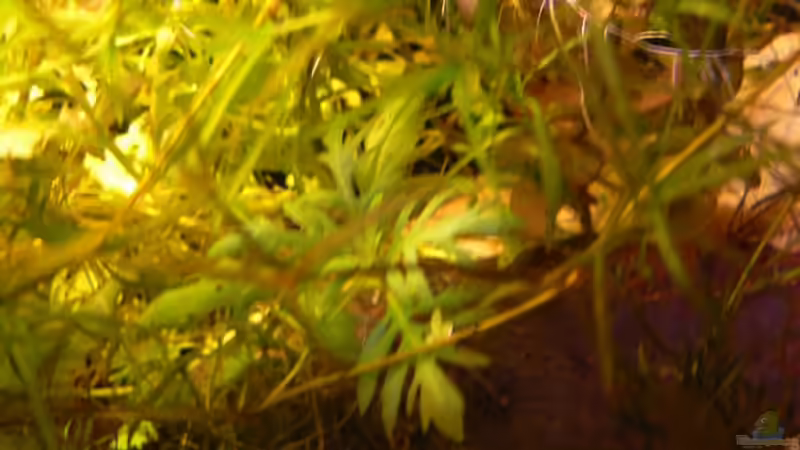 Pflanzen im Aquarium Becken 6208 von René Leubecher (7)