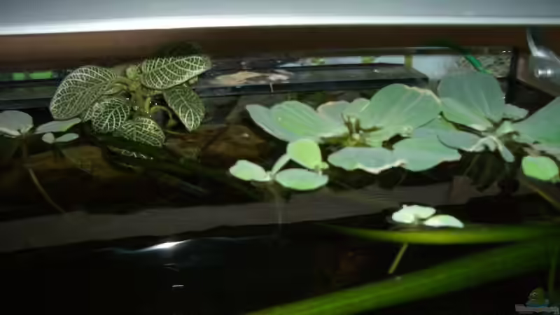 Pflanzen im Aquarium Becken 6220 von Dennis Kühne (10)