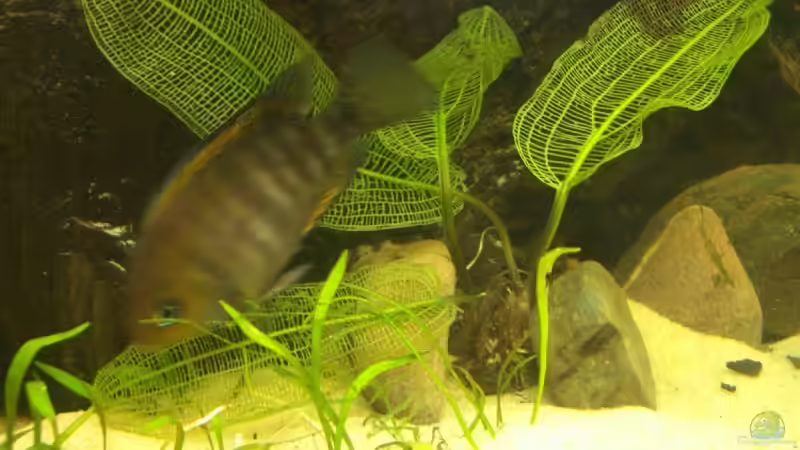 Pflanzen im Aquarium Becken 6220 von Dennis Kühne (11)