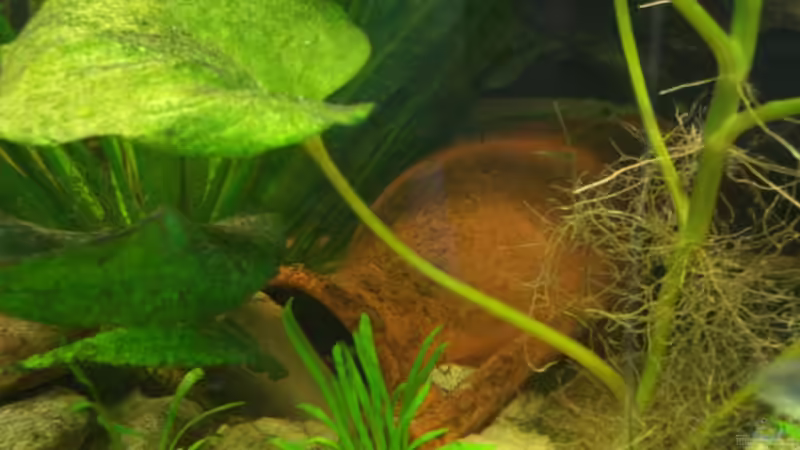Pflanzen im Aquarium Becken 6220 von Dennis Kühne (4)