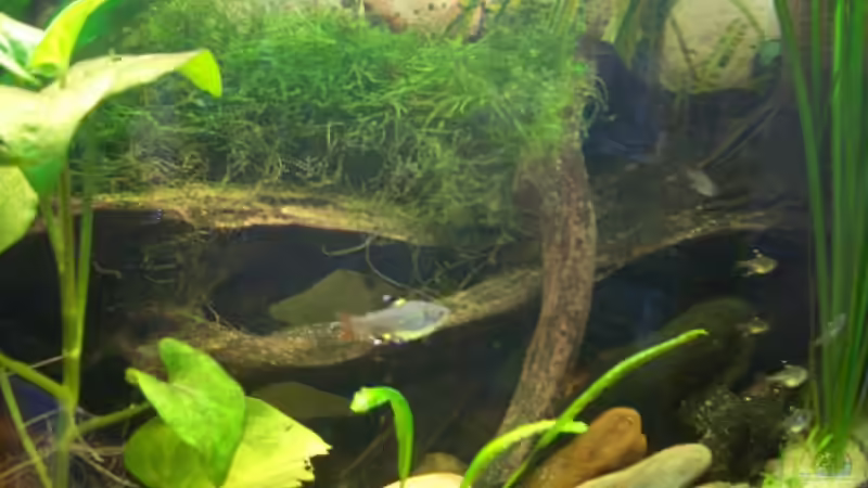 Pflanzen im Aquarium Becken 6220 von Dennis Kühne (5)