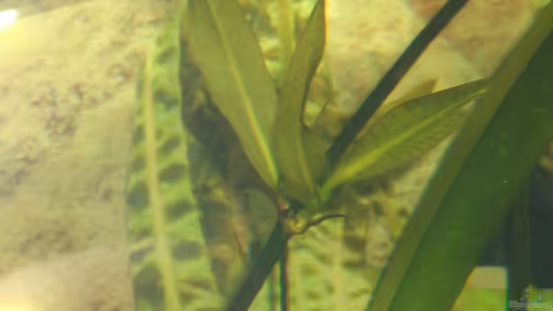 Pflanzen im Aquarium Becken 6220 von Dennis Kühne (8)