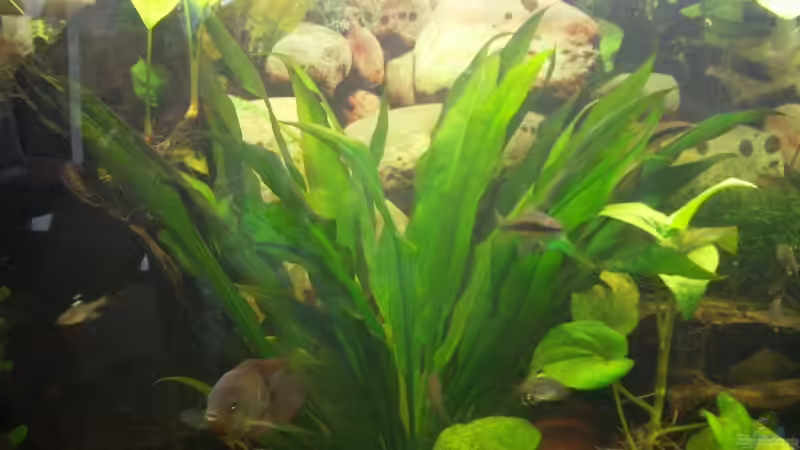 Pflanzen im Aquarium Becken 6220 von Dennis Kühne (9)