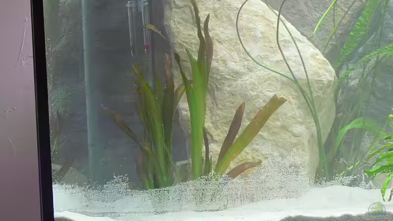 Pflanzen im Aquarium Becken 6243 von Christian Klar (9)