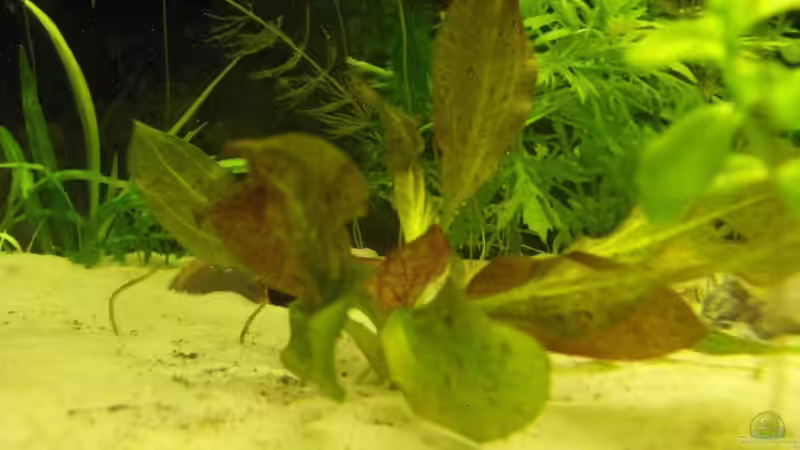 Pflanzen im Aquarium Becken 6256 von Gass (5)