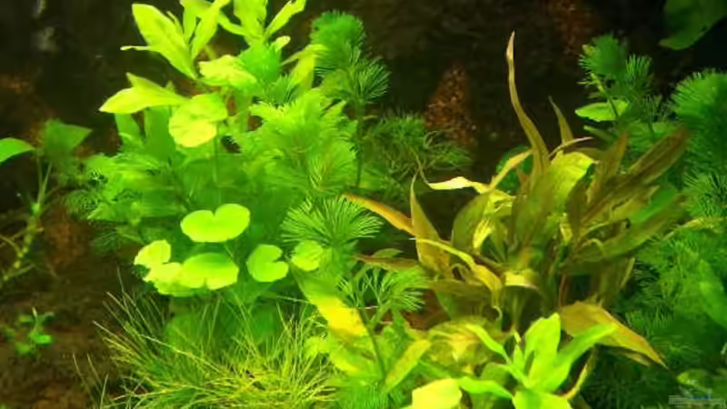 Pflanzen im Aquarium Becken 6267 von Thomas Mühlan (3)