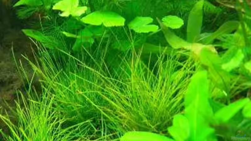 Pflanzen im Aquarium Becken 6267 von Thomas Mühlan (4)