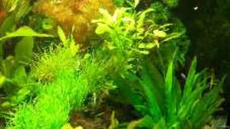 Pflanzen im Aquarium Becken 6267 von Thomas Mühlan (5)
