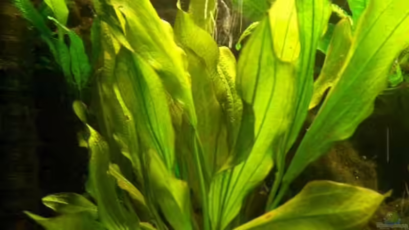 Pflanzen im Aquarium Becken 6267 von Thomas Mühlan (6)