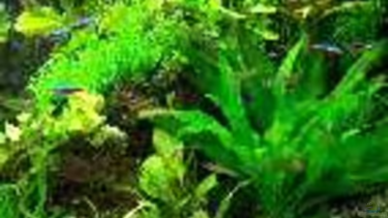 Pflanzen im Aquarium Becken 6267 von Thomas Mühlan (7)