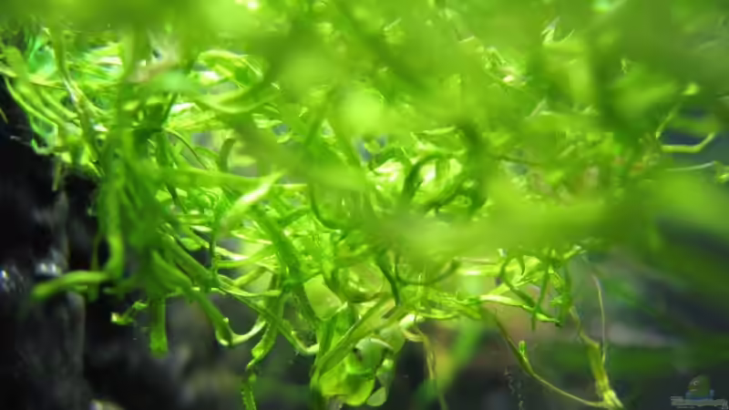 Pflanzen im Aquarium Becken 6270 von Robert Lehmberg (10)