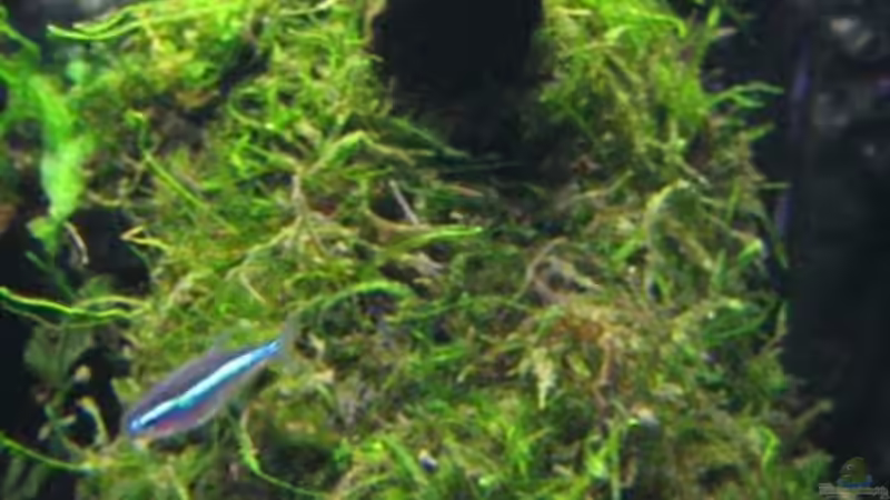 Pflanzen im Aquarium Becken 6270 von Robert Lehmberg (11)