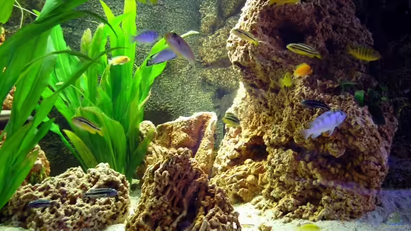 Pflanzen im Aquarium Becken 6289 von Sebastian Schüler (2)