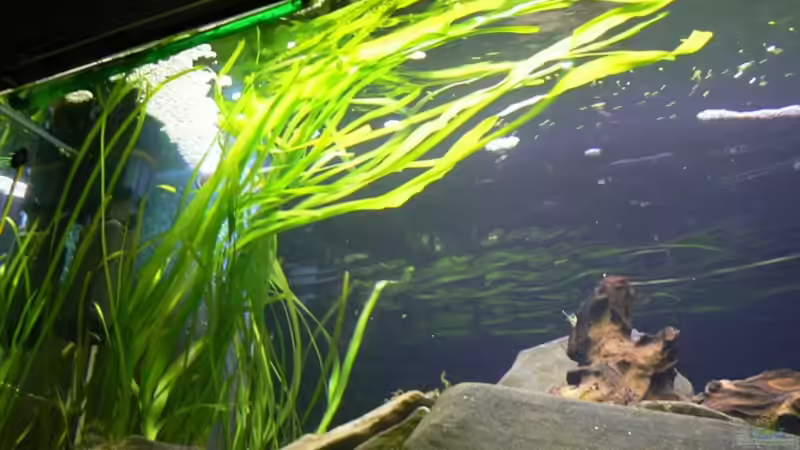 Pflanzen im Aquarium Becken 6291 von René Leubecher (5)