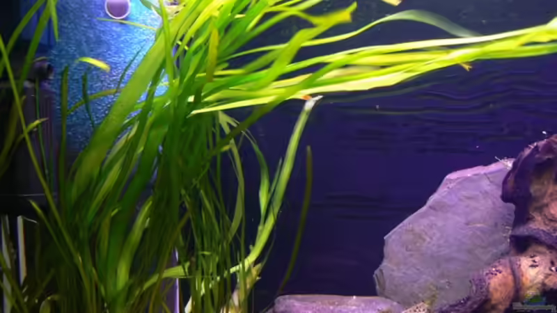 Pflanzen im Aquarium Becken 6291 von René Leubecher (6)