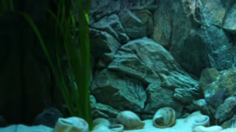 Pflanzen im Aquarium Becken 6354 von Fabian Schulte (14)