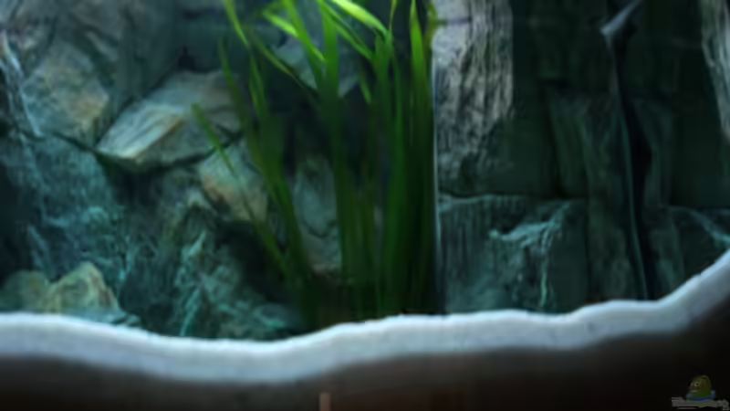 Pflanzen im Aquarium Becken 6354 von Fabian Schulte (15)