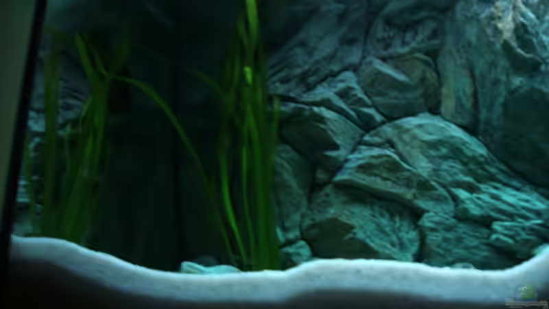 Pflanzen im Aquarium Becken 6354 von Fabian Schulte (16)