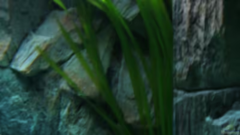 Pflanzen im Aquarium Becken 6354 von Fabian Schulte (17)