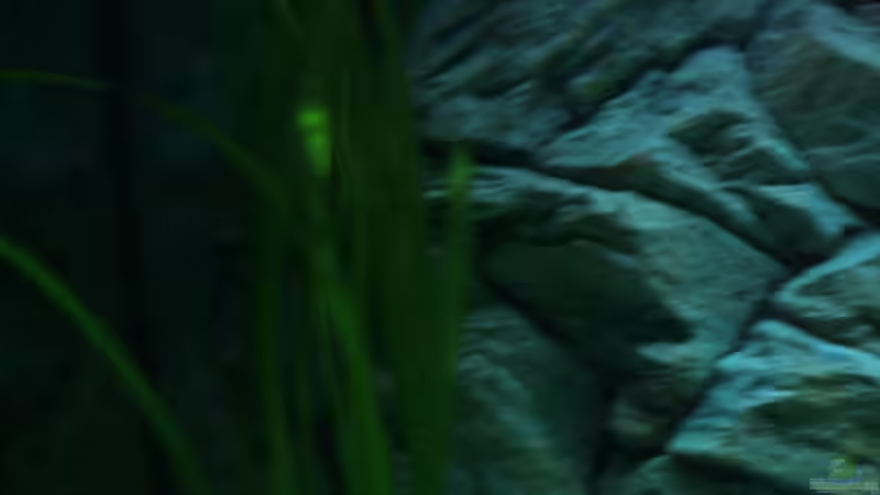 Pflanzen im Aquarium Becken 6354 von Fabian Schulte (18)