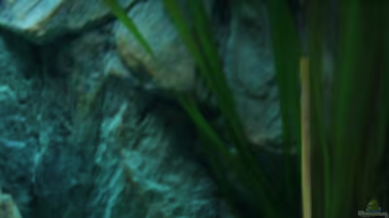 Pflanzen im Aquarium Becken 6354 von Fabian Schulte (19)