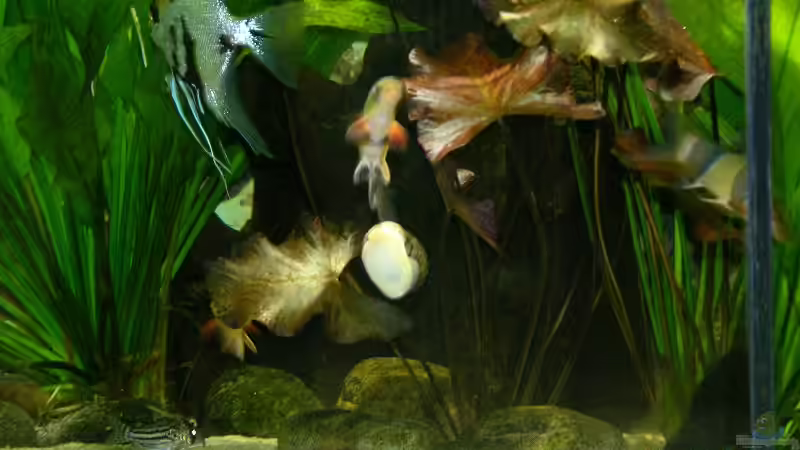 Pflanzen im Aquarium Becken 6357 von Werner Buntin (3)