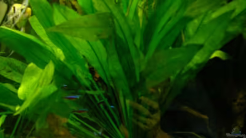 Pflanzen im Aquarium Becken 6357 von Werner Buntin (4)