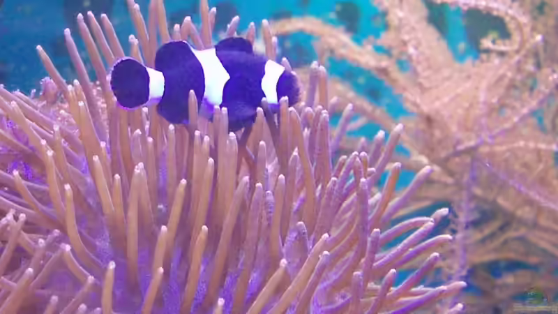 Pflanzen im Aquarium Becken 6362 von Eva Göschl (19)