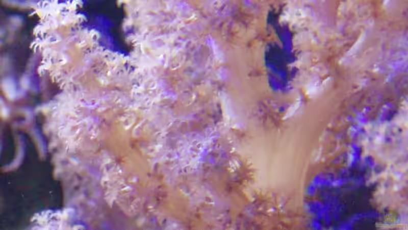 Pflanzen im Aquarium Becken 6362 von Eva Göschl (21)