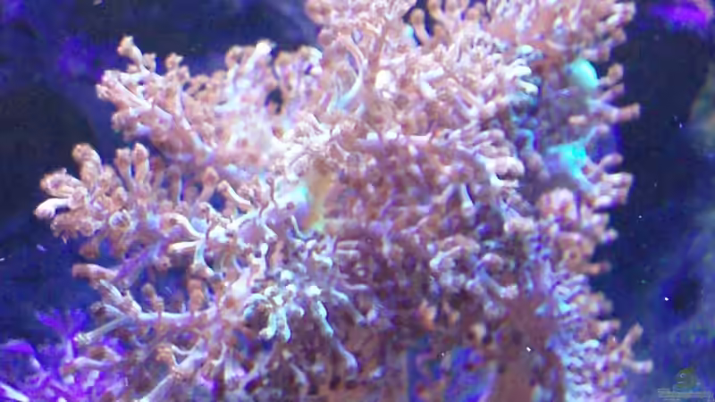 Pflanzen im Aquarium Becken 6362 von Eva Göschl (22)