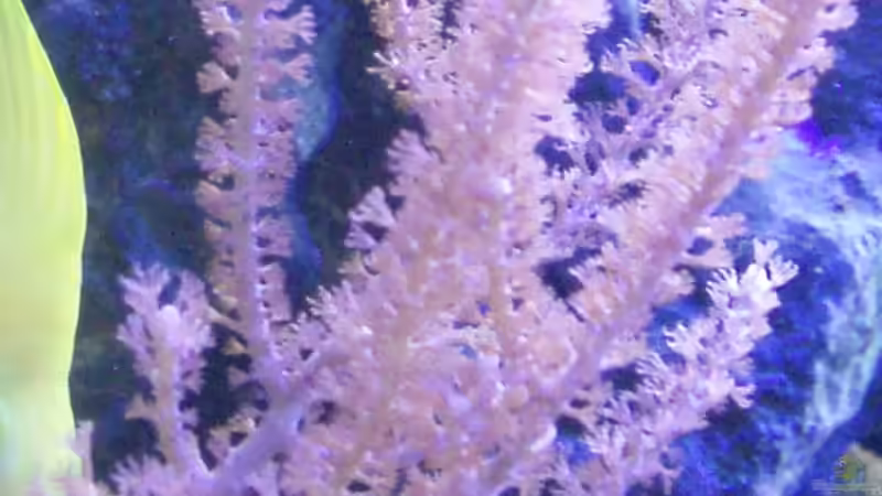 Pflanzen im Aquarium Becken 6362 von Eva Göschl (23)