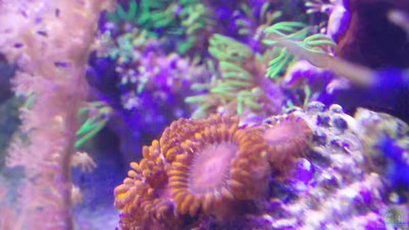 Pflanzen im Aquarium Becken 6362 von Eva Göschl (24)