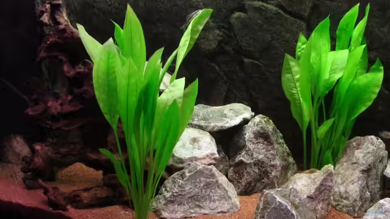 Pflanzen im Aquarium Becken 6363 von Benjamin Leonhardt (3)