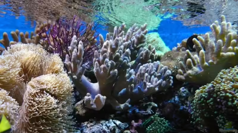 Pflanzen im Aquarium Becken 6379 von Thomas Maik (12)