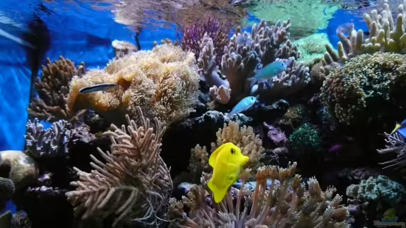 Pflanzen im Aquarium Becken 6379 von Thomas Maik (13)