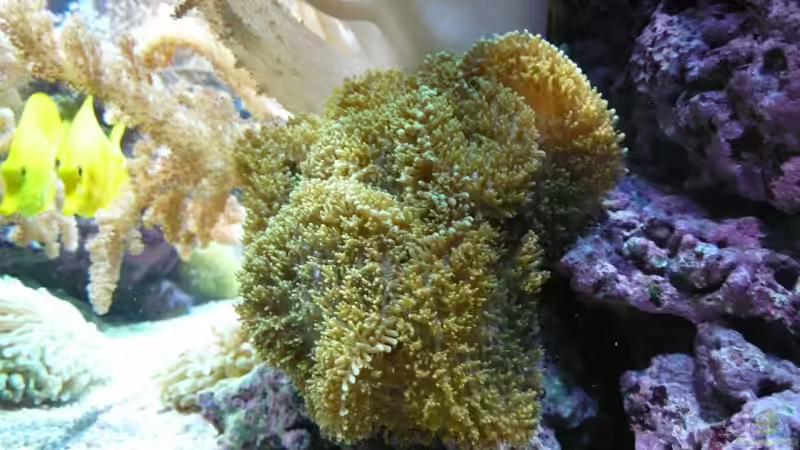 Pflanzen im Aquarium Becken 6379 von Thomas Maik (14)